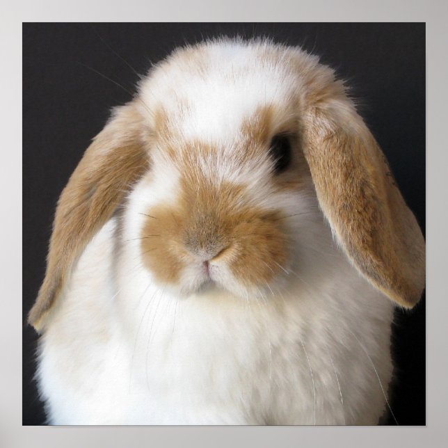 Holland baby print poster (Framsidan)