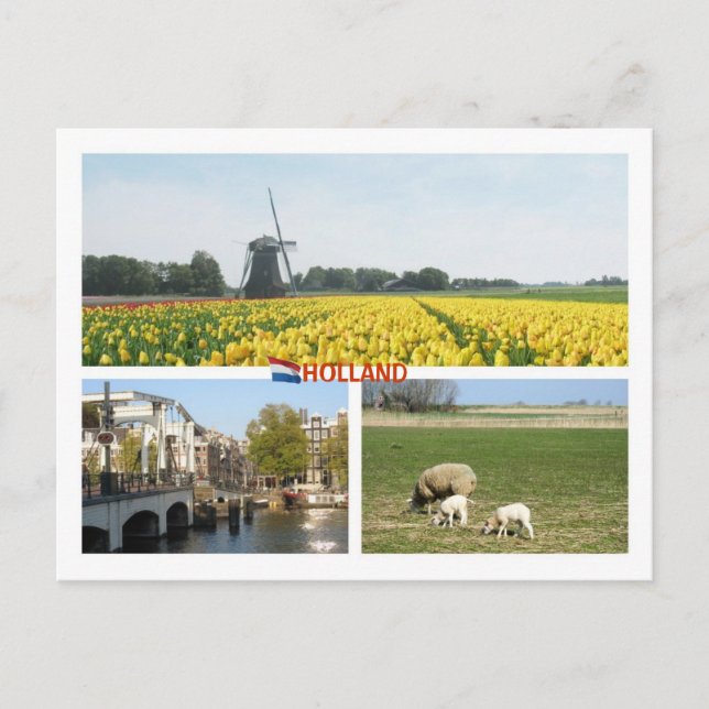 Holland Kvarn Tulips Amsterdam Netherlands Ligcape Vykort (Framsida)