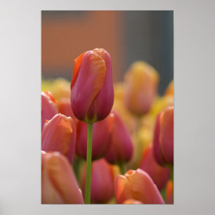 Holland), Lisse. Keukenhof 6 Poster