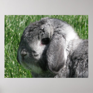 Holland Lop affisch