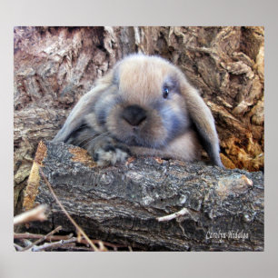 Holland Lop affisch