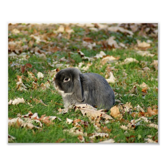 Holland Lop Bunny 10 x 8 fotoutskrift Fototryck (Framsidan)