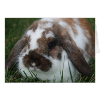 Holland Lop Bunny av T Schwandt Photography Hälsningskort