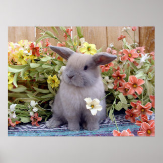 Holland Lop bunny på en Poster