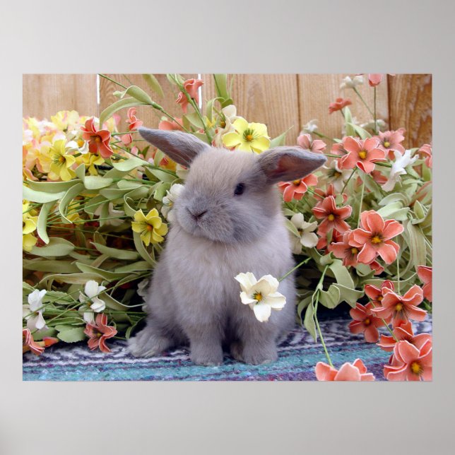 Holland Lop bunny på en Poster (Framsidan)
