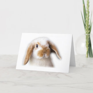 Holland Lop hälsningkort Kort
