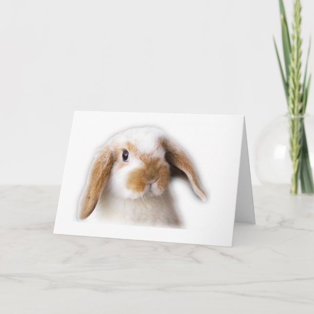 Holland Lop hälsningkort Kort (Framsida)