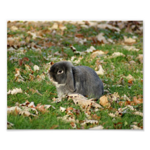 Holland Lop kanin 10 x fotografiskt tryck 8