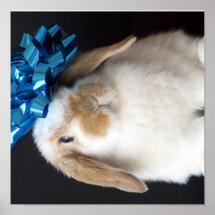 Holland Lop närvarande kaninaffisch Poster