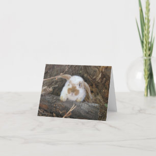 Holland Lop Notecard Kort