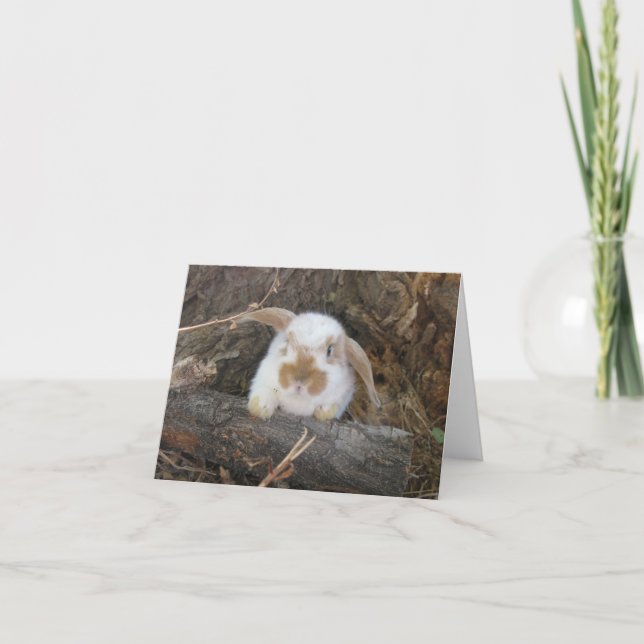 Holland Lop Notecard Kort (Framsida)