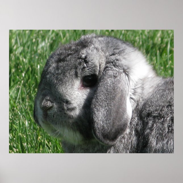 Holland Lop Poster (Framsidan)