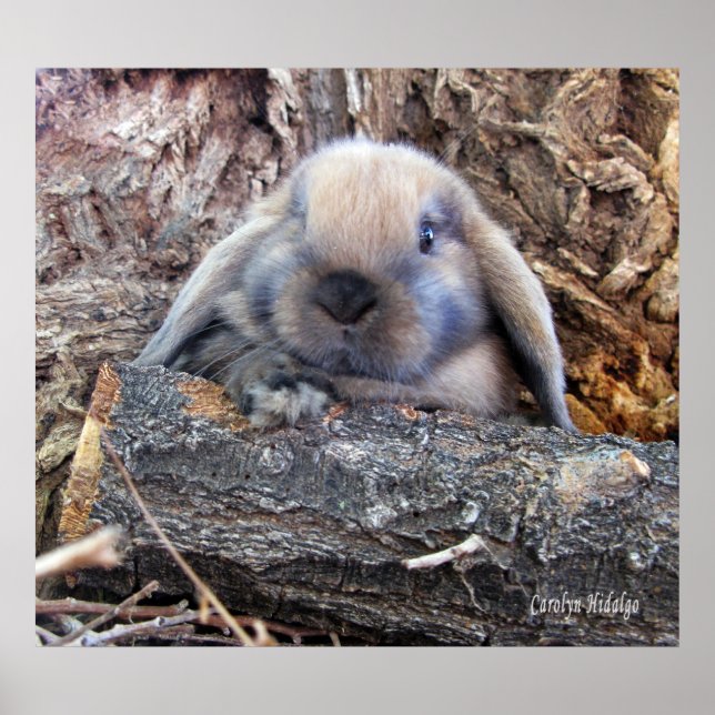 Holland Lop Poster (Framsidan)