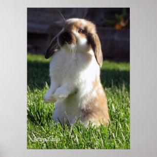 Holland Lop Poster upp