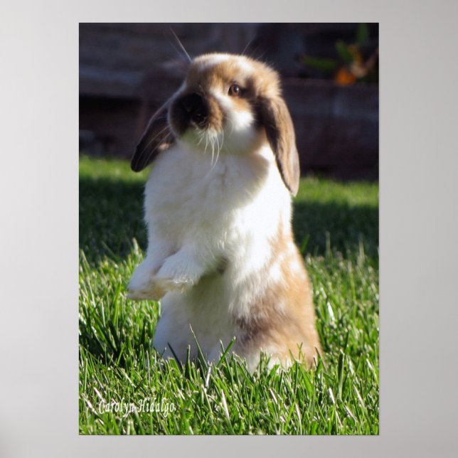 Holland Lop Poster upp (Framsidan)