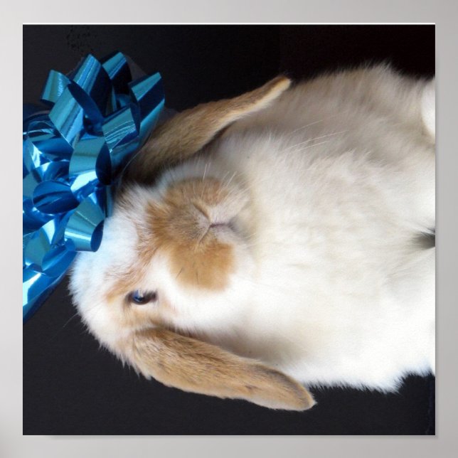 Holland Lop Present Bunny Poster (Framsidan)