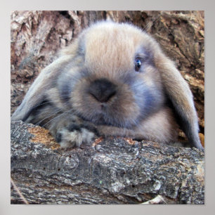 Holland Lop print Poster