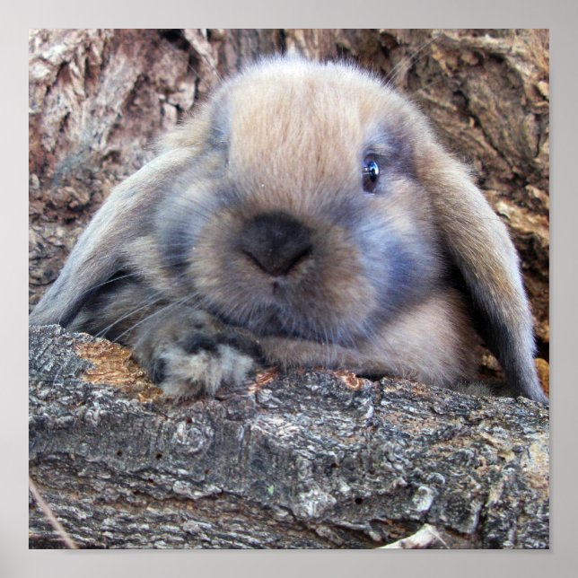 Holland Lop print Poster (Framsidan)