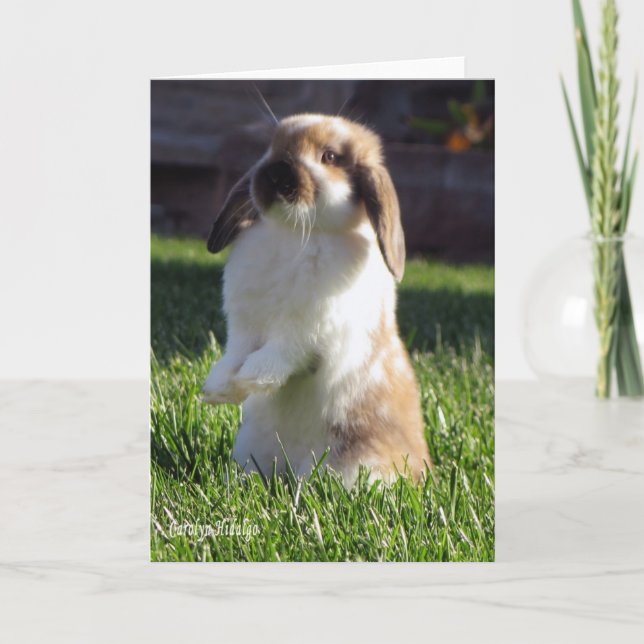 Holland Lop som står upp Kort (Framsida)