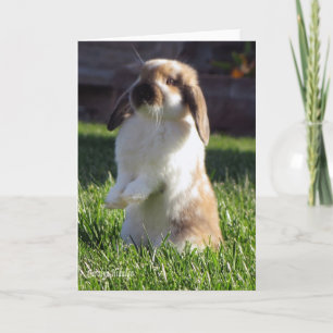 Holland Lop som står upp Kort