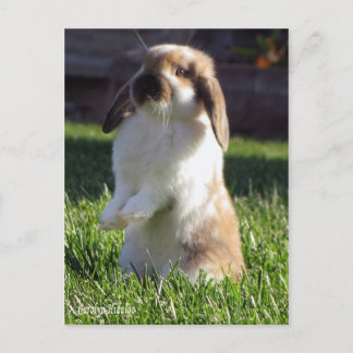 holland lop som står upp vykort