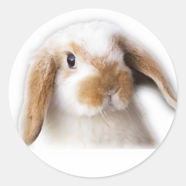 Holland Lop Sticker Runt Klistermärke (Framsida)