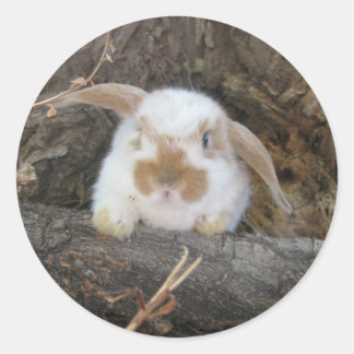 Holland Lop Sticker Runt Klistermärke