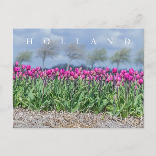 Holland rosa tulips fält vykort (Framsida)