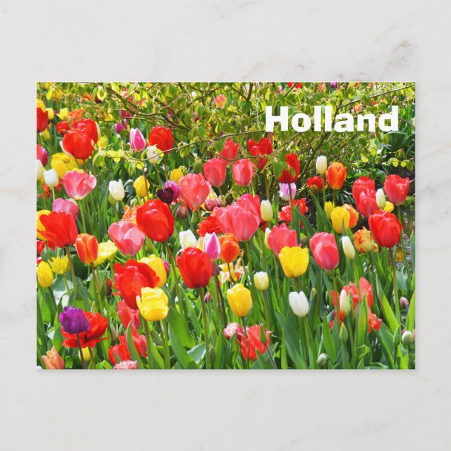 Holland Vykort (Framsida)