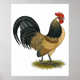 Holländsk Bantam:  BlåttQuailtupp Poster