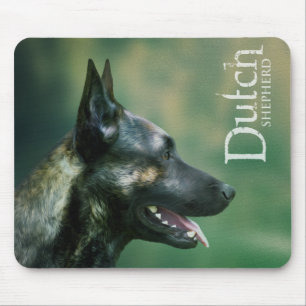 Holländsk herdehund - Dutchie - Hollandse Herder Musmatta