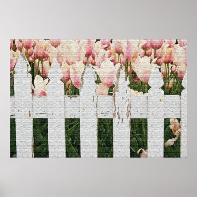 Holländsk rosa tulpanträdgård poster (Framsidan)