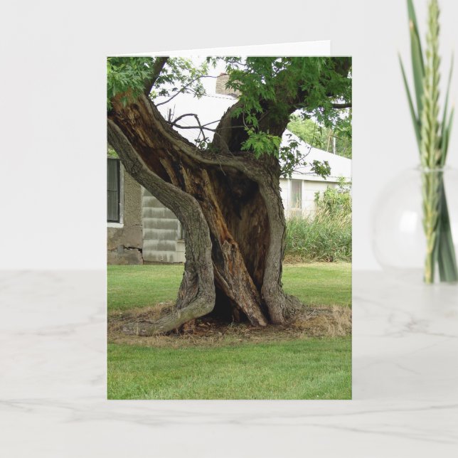 Hollow Träd Kort (Framsida)