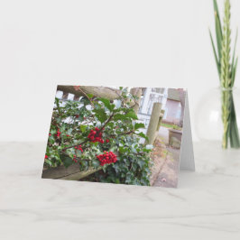 Holly Berries och Fence - Martha's Vineyard Kort