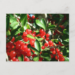Holly Berries Vykort