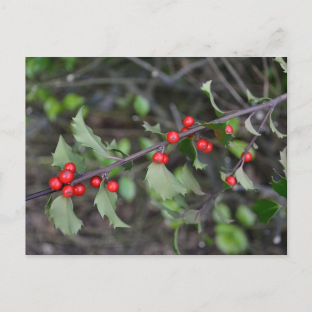Holly Berries Vykort (Framsida)