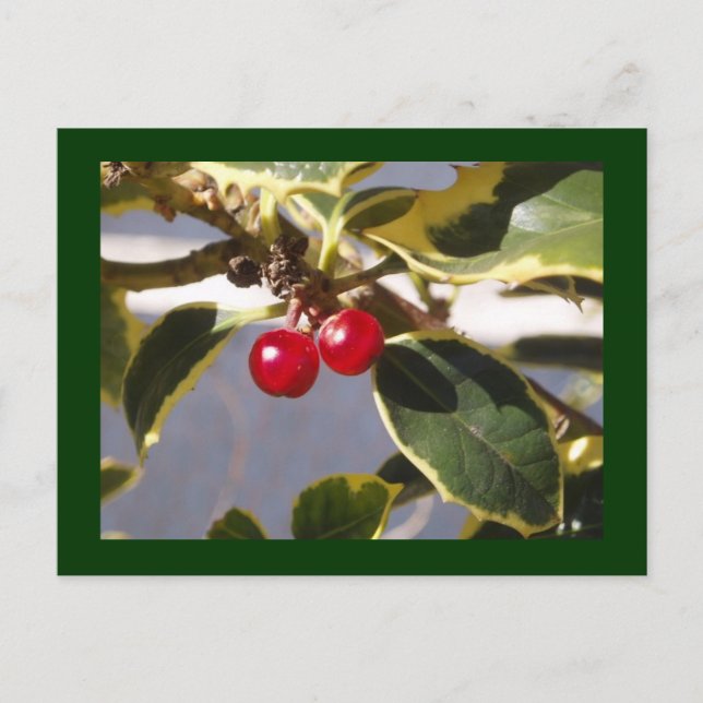 Holly Berry Vykort (Framsida)