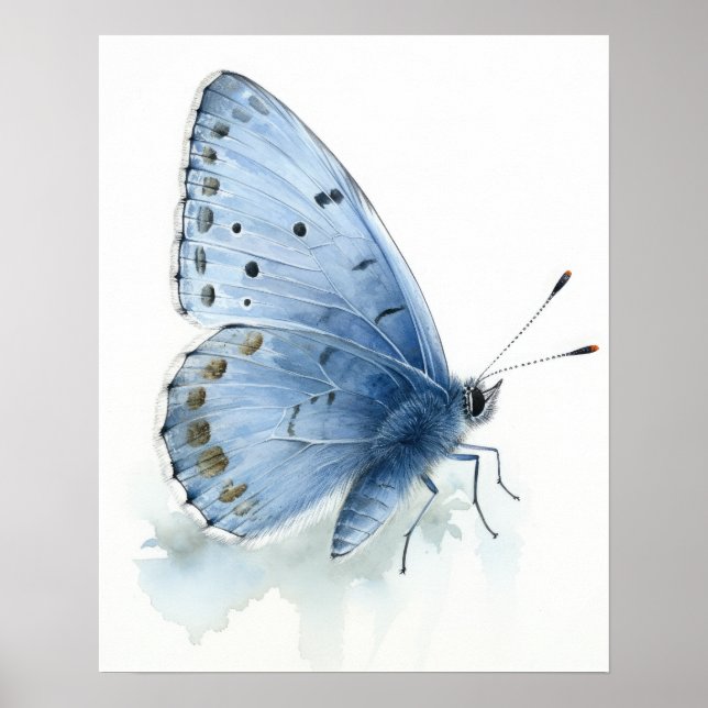 Holly Blue Butterfly Art Print Poster (Framsidan)