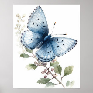 Holly Blue Butterfly Art Print Poster