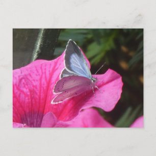 Holly Blue Butterfly på Rosa Flower DIY Postcard Helg Vykort