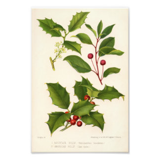 Holly Botanical Illustration jul Fototryck