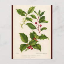 Holly Botanical Illustration julvykort