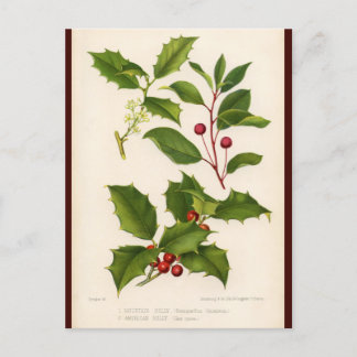 Holly Botanical Illustration julvykort Helg Vykort