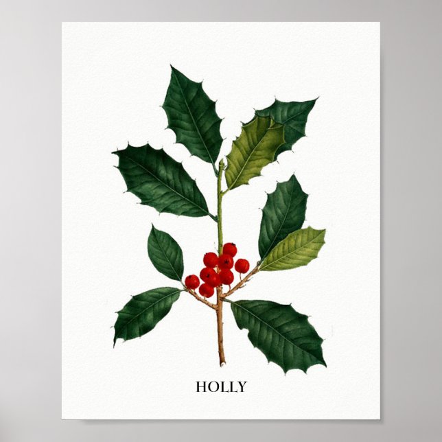 Holly Botanical Print Poster (Framsidan)