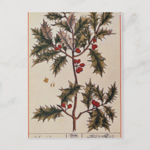 Holly från "A Nyfiken Herbal", 1782 Vykort