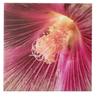 Holly Hock i Evening Sol Kakelplatta