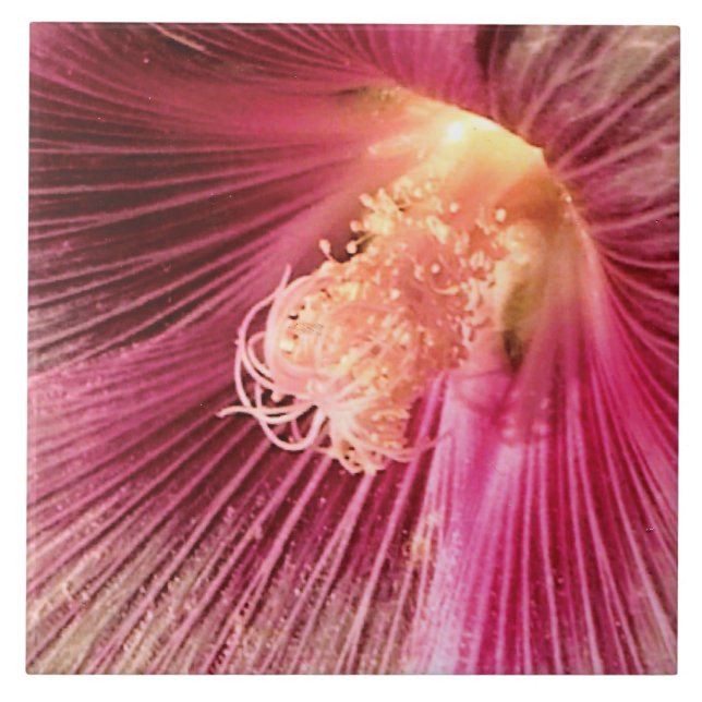 Holly Hock i Evening Sol Kakelplatta (Framsidan)