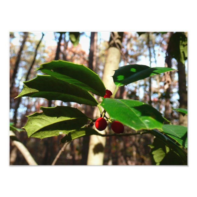 Holly Lövs I Helgdag Botanical Fototryck (Framsidan)