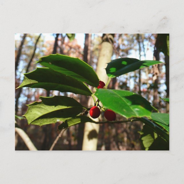 Holly Lövs I Helgdag Botanical Helg Vykort (Framsida)