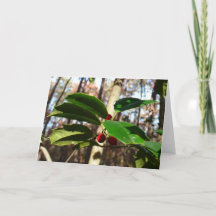 Holly Lövs I Helgdag Botanical